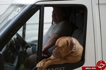 اخبار,اخبارگوناگون,اخم زیبای سگ فرانسوی