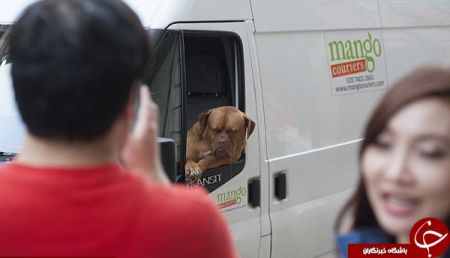 اخبار,اخبارگوناگون,اخم زیبای سگ فرانسوی