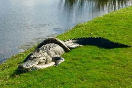 اخبار,اخبارگوناگون, جدال مرگبار مار پیتون با کروکودیل