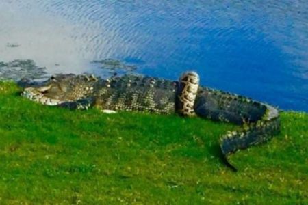 اخبار,اخبارگوناگون, جدال مرگبار مار پیتون با کروکودیل