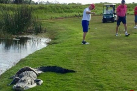 اخبار,اخبارگوناگون, جدال مرگبار مار پیتون با کروکودیل