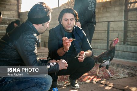 اخبار,اخبارگوناگون,خون‌بازی با خروس جنگی