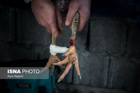 اخبار,اخبارگوناگون,خون‌بازی با خروس جنگی