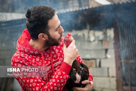 اخبار,اخبارگوناگون,خون‌بازی با خروس جنگی