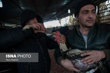 اخبار,اخبارگوناگون,خون‌بازی با خروس جنگی