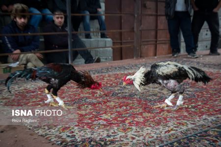 اخبار,اخبارگوناگون,خون‌بازی با خروس جنگی