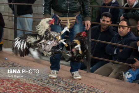 اخبار,اخبارگوناگون,خون‌بازی با خروس جنگی