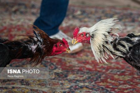 اخبار,اخبارگوناگون,خون‌بازی با خروس جنگی