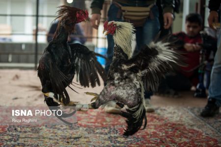 اخبار,اخبارگوناگون,خون‌بازی با خروس جنگی