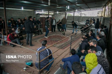 اخبار,اخبارگوناگون,خون‌بازی با خروس جنگی