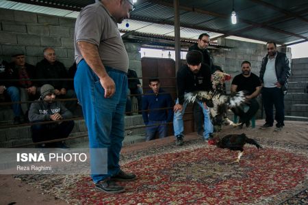 اخبار,اخبارگوناگون,خون‌بازی با خروس جنگی