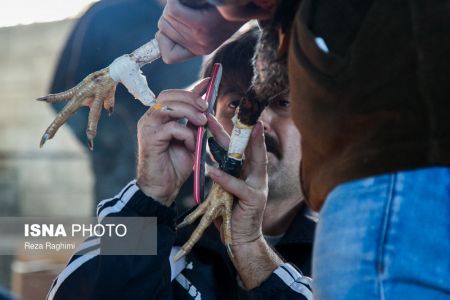 اخبار,اخبارگوناگون,خون‌بازی با خروس جنگی