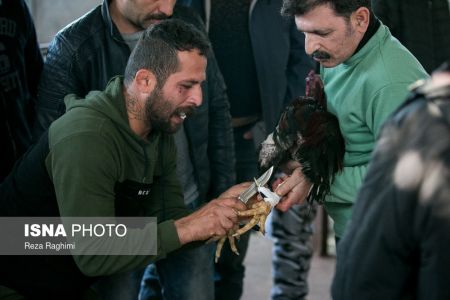 اخبار,اخبارگوناگون,خون‌بازی با خروس جنگی