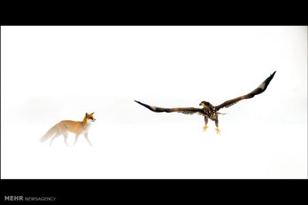 اخبار,اخبارگوناگون, مسابقه عکاسی فضای باز