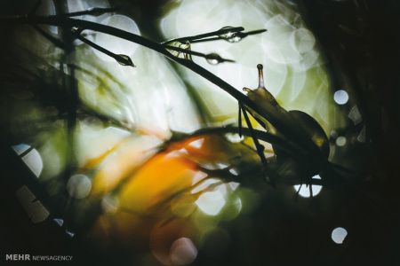 اخبار,اخبارگوناگون, مسابقه عکاسی فضای باز