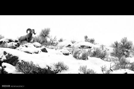 اخبار,اخبارگوناگون, مسابقه عکاسی فضای باز