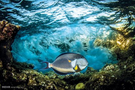 اخبار,اخبارگوناگون, مسابقه عکاسی فضای باز