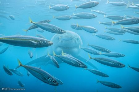 اخبار,اخبارگوناگون, مسابقه عکاسی فضای باز