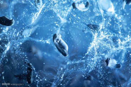 اخبار,اخبارگوناگون, مسابقه عکاسی فضای باز