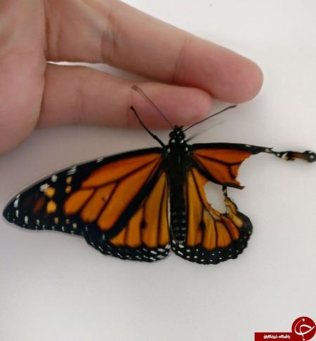 اخبار,اخبارگوناگون,پروانه ای که زیر تیغ جراحی رفت!