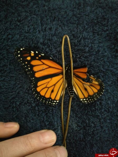 اخبار,اخبارگوناگون,پروانه ای که زیر تیغ جراحی رفت!