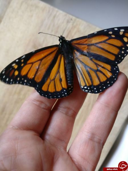 اخبار,اخبارگوناگون,پروانه ای که زیر تیغ جراحی رفت!