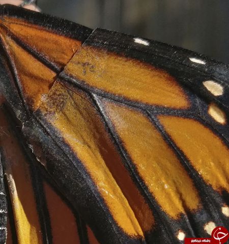 اخبار,اخبارگوناگون,پروانه ای که زیر تیغ جراحی رفت!