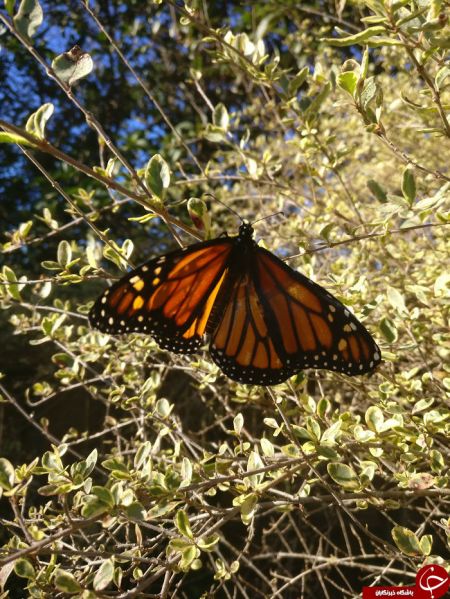 اخبار,اخبارگوناگون,پروانه ای که زیر تیغ جراحی رفت!
