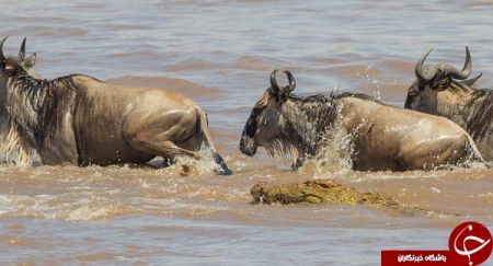 اخبار,اخبارگوناگون,شکار حرفه‌ای بوفالو توسط کروکودیل