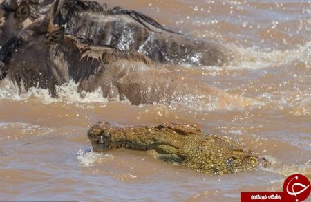 اخبار,اخبارگوناگون,شکار حرفه‌ای بوفالو توسط کروکودیل