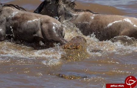 اخبار,اخبارگوناگون,شکار حرفه‌ای بوفالو توسط کروکودیل