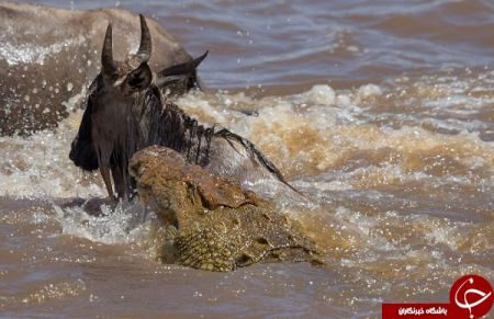 اخبار,اخبارگوناگون,شکار حرفه‌ای بوفالو توسط کروکودیل