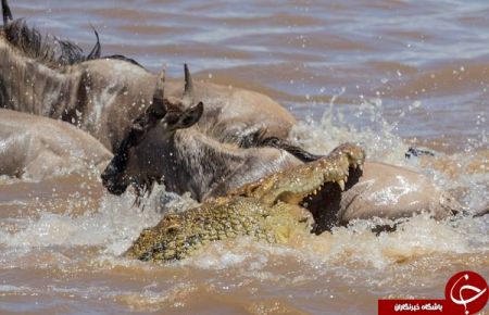 اخبار,اخبارگوناگون,شکار حرفه‌ای بوفالو توسط کروکودیل