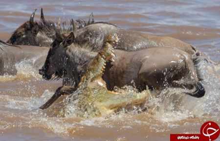 اخبار,اخبارگوناگون,شکار حرفه‌ای بوفالو توسط کروکودیل