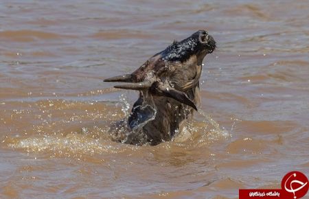 اخبار,اخبارگوناگون,شکار حرفه‌ای بوفالو توسط کروکودیل