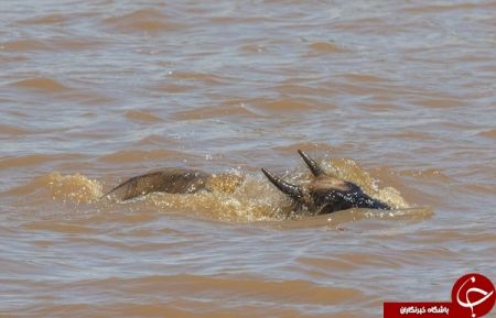 اخبار,اخبارگوناگون,شکار حرفه‌ای بوفالو توسط کروکودیل