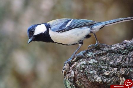 اخبار,اخبارگوناگون,واکنش جالب پرنده ژاپنی به شنیدن صدای مار