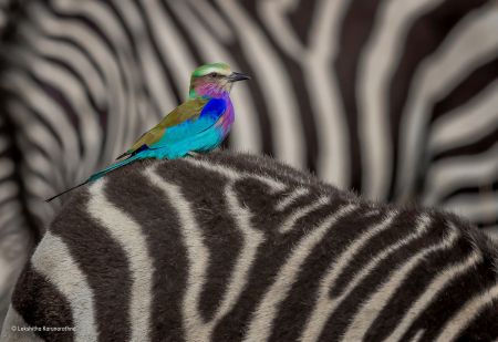  اخبارگوناگون ,خبرهای  گوناگون,حیات‌وحش 