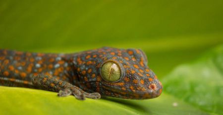 اخبار,اخبار گوناگون,عکس روز نشنال جئوگرافیک