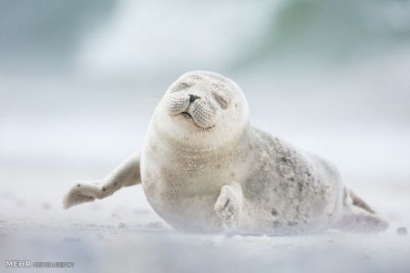 اخبار,اخبار گوناگون,پانزدهمین دوره مسابقه عکاسی مجله استیمسویان