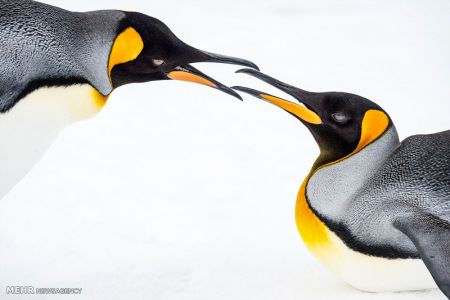 اخبار,اخبار گوناگون,برندگان مسابقه عکاسی در سفر ۲۰۱۸‎