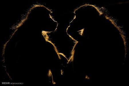 اخبار,اخبار گوناگون,برندگان مسابقه عکاسی در سفر ۲۰۱۸‎