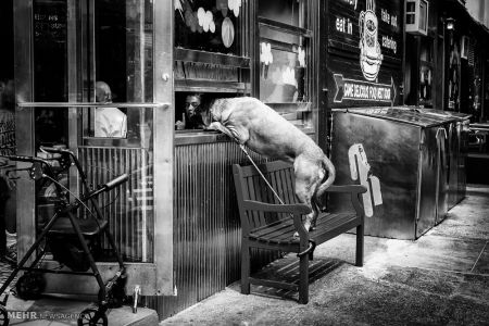 اخبار,اخبار گوناگون,برندگان مسابقه عکاسی در سفر ۲۰۱۸‎