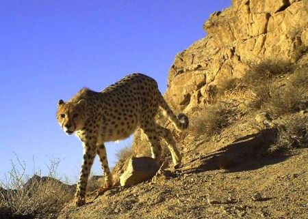 خشکسالی مهمترین عامل تهدیدکننده حیات وحش ایران/ هشت گونه گربهسان در ایران وجود دارد