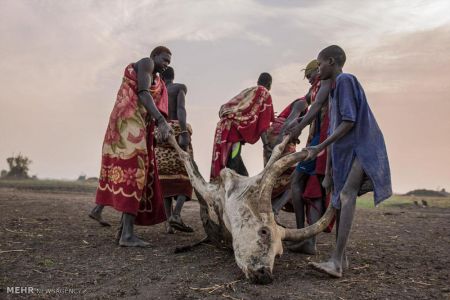 اخبار,اخبار گوناگون,کوچ سالانه گله داران سودان جنوبی اخبار,اخبار گوناگون,کوچ سالانه گله داران سودان جنوبی