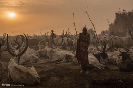 اخبار,اخبار گوناگون,کوچ سالانه گله داران سودان جنوبی اخبار,اخبار گوناگون,کوچ سالانه گله داران سودان جنوبی
