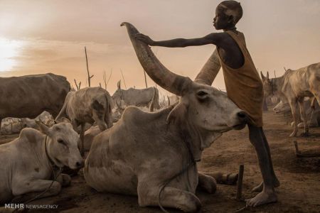 اخبار,اخبار گوناگون,کوچ سالانه گله داران سودان جنوبی اخبار,اخبار گوناگون,کوچ سالانه گله داران سودان جنوبی