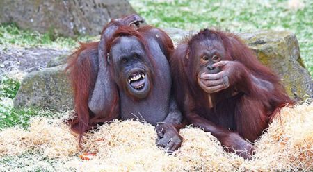 اخبار,اخبار امروز,اخبار جدید