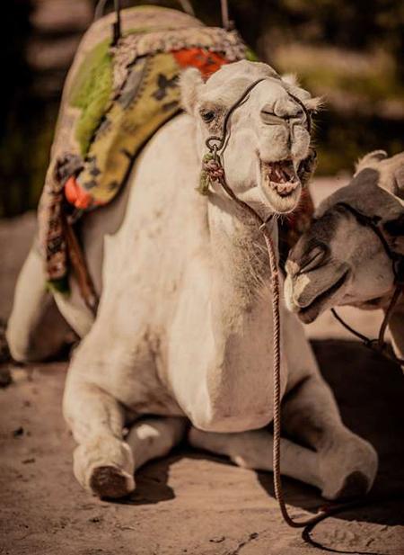 اخبار,اخبار امروز,اخبار جدید