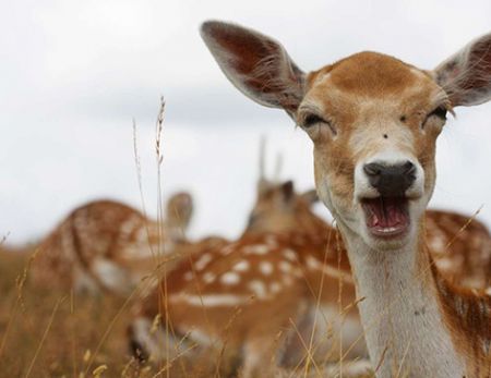 اخبار,اخبار امروز,اخبار جدید